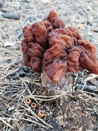Korvasieni (Gyromitra esculenta) rinnallaan hiilimaljakas (Geopyxis carbonaria). Kuva: Terhi Joki