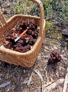 Korvasienikori. Kuva: Terhi Joki.